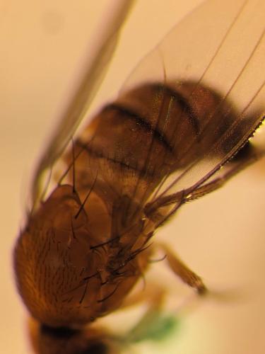 Drosophila suzukii